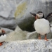 puffin_atlantic_msi_h_0131_can0131.jpg